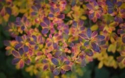 Ribbon Candy Swamp Azalea (Rhododendron Viscosum) - 2 Gallon Pot -Breeze Sprout Sales rhododendron viscosum swamp azalea 3