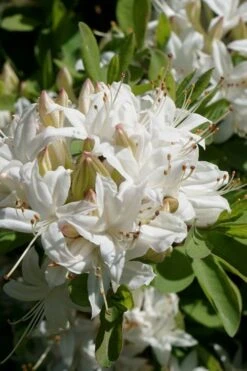 Swamp Azalea (Rhododendron Viscosum) - 3 Gallon Pot -Breeze Sprout Sales rhododendron viscosum swamp azalea 5