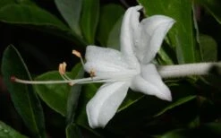 Swamp Azalea (Rhododendron Viscosum) - 3 Gallon Pot -Breeze Sprout Sales rhododendron viscosum swamp azalea 8