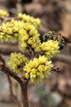 Fragrant Sumac (Rhus Aromatica) - 3 Gallon Pot -Breeze Sprout Sales rhus aromatica fragrant sumac 2