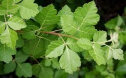 Fragrant Sumac (Rhus Aromatica) - 3 Gallon Pot -Breeze Sprout Sales rhus aromatica fragrant sumac 5
