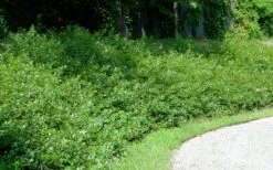 Fragrant Sumac (Rhus Aromatica) - 3 Gallon Pot -Breeze Sprout Sales rhus aromatica fragrant sumac 7