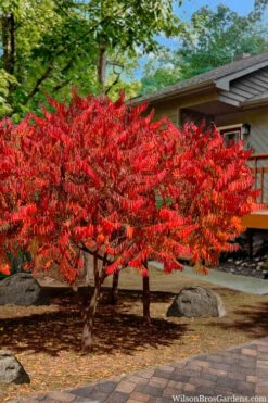 Staghorn Sumac (Rhus Typhina) - 1 Gallon Pot -Breeze Sprout Sales rhus typhina staghorn sumac 10