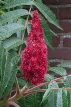 Staghorn Sumac (Rhus Typhina) - 1 Gallon Pot -Breeze Sprout Sales rhus typhina staghorn sumac 2
