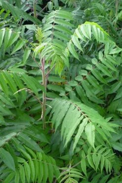 Staghorn Sumac (Rhus Typhina) - 1 Gallon Pot -Breeze Sprout Sales rhus typhina staghorn sumac 3