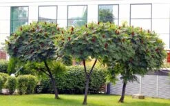 Staghorn Sumac (Rhus Typhina) - 1 Gallon Pot -Breeze Sprout Sales rhus typhina staghorn sumac 5