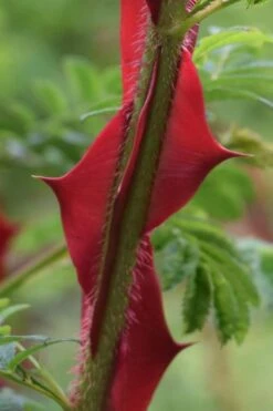 Winged Blood Thorn Rose (Rosa Sericea Var. Pteracantha) - 5 Gallon Pot -Breeze Sprout Sales rosa sericea var pteracantha winged blood thorn rose 1