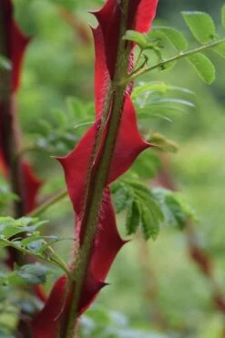 Winged Blood Thorn Rose (Rosa Sericea Var. Pteracantha) - 5 Gallon Pot -Breeze Sprout Sales rosa sericea var pteracantha winged blood thorn rose 2