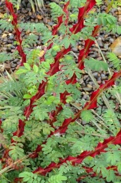 Winged Blood Thorn Rose (Rosa Sericea Var. Pteracantha) - 5 Gallon Pot -Breeze Sprout Sales rosa sericea var pteracantha winged blood thorn rose 3