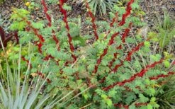 Winged Blood Thorn Rose (Rosa Sericea Var. Pteracantha) - 5 Gallon Pot -Breeze Sprout Sales rosa sericea var pteracantha winged blood thorn rose 5