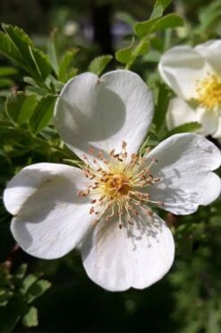 Winged Blood Thorn Rose (Rosa Sericea Var. Pteracantha) - 5 Gallon Pot -Breeze Sprout Sales rosa sericea var pteracantha winged blood thorn rose 7