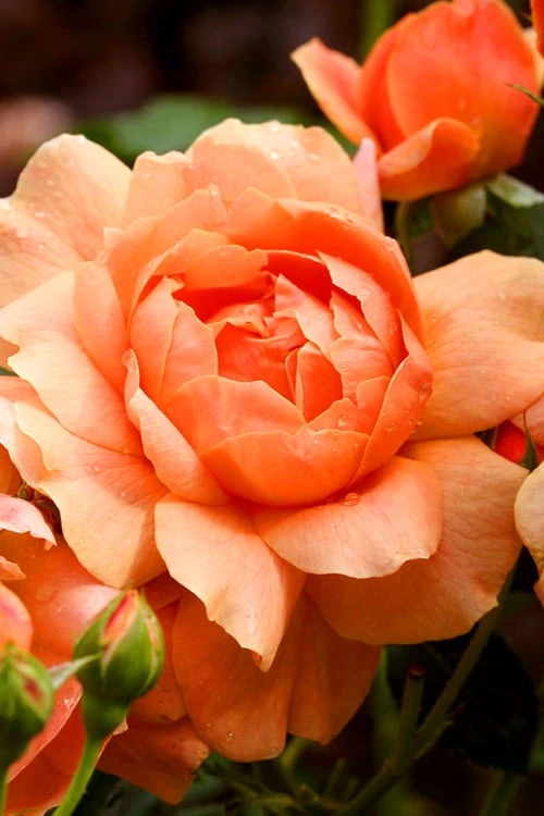 At Last Rose - 3 Gallon Pot 4 At Last Rose - 3 Gallon Pot - Image 4