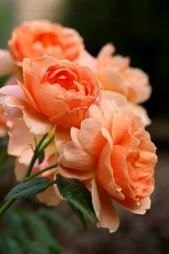 At Last Rose - 3 Gallon Pot 13 At Last Rose - 3 Gallon Pot -Breeze Sprout Sales rose at last 4