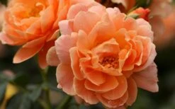 At Last Rose - 3 Gallon Pot 11 At Last Rose - 3 Gallon Pot -Breeze Sprout Sales rose at last 5