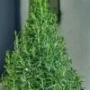 Arp Rosemary Pyramid Form - 2 Gallon Pot