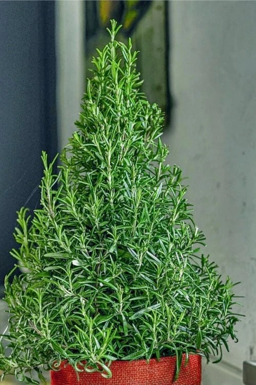 Arp Rosemary Pyramid Form - 2 Gallon Pot 1 Arp Rosemary Pyramid Form - 2 Gallon Pot