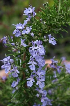 Blue Lagoon Rosemary - 6 Pack Of Pint Pots -Breeze Sprout Sales rosmarinus officinalis blue lagoon rosemary 3