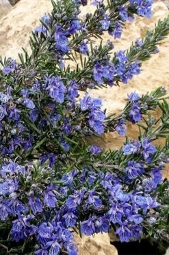 Blue Lagoon Rosemary - 6 Pack Of Pint Pots -Breeze Sprout Sales rosmarinus officinalis blue lagoon rosemary 5