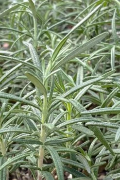 Gorizia Barbecue Skewers Rosemary - 1 Gallon Pot -Breeze Sprout Sales rosmarinus officinalis gorizia rosemary 6
