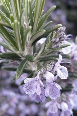 Gorizia Barbecue Skewers Rosemary - 1 Gallon Pot -Breeze Sprout Sales rosmarinus officinalis gorizia rosemary 7