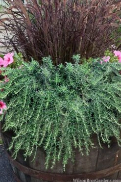 Prostrate Creeping Rosemary - 1 Gallon Pot -Breeze Sprout Sales rosmarinus officinalis prostratus creeping rosemary 103