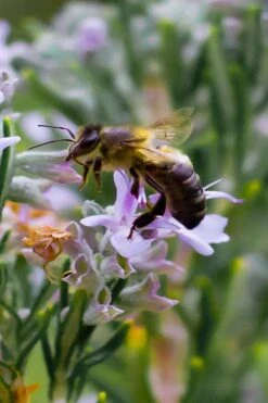 Salem Rosemary - 1 Gallon Pot 9 Salem Rosemary - 1 Gallon Pot -Breeze Sprout Sales rosmarinus officinalis salem rosemary 6 2