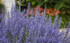 Denim N' Lace Russian Sage (Perovskia) - 1 Gallon Pot -Breeze Sprout Sales sage russian denim n lace 800x500 1