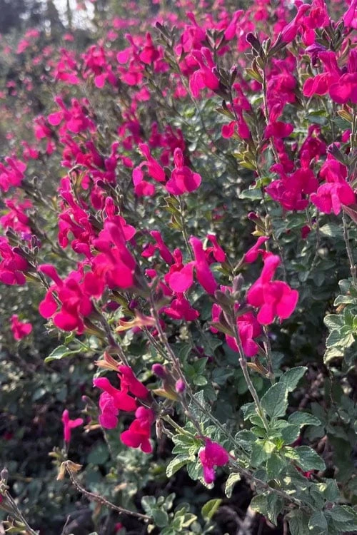 Heatwave Brilliance Salvia (Sage) - 1 Gallon Pot 4 Heatwave Brilliance Salvia (Sage) - 1 Gallon Pot - Image 4
