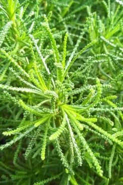 Green Santolina (Lavender Cotton) - 5 Pack Of Quart Pots -Breeze Sprout Sales santolina virens green lavender cotton 10