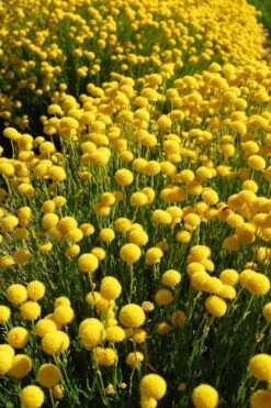 Green Santolina (Lavender Cotton) - 5 Pack Of Quart Pots -Breeze Sprout Sales santolina virens green lavender cotton 6