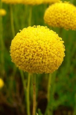 Green Santolina (Lavender Cotton) - 5 Pack Of Quart Pots -Breeze Sprout Sales santolina virens green lavender cotton 7