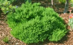 Green Santolina (Lavender Cotton) - 5 Pack Of Quart Pots -Breeze Sprout Sales santolina virens green lavender cotton 9