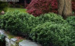 Himalayan Fragrant Sweet Box (Sarcococca Hookeriana) - 1 Gallon Pot -Breeze Sprout Sales sarcoccoca hookeriana var humilis himalayan sweetbox 10