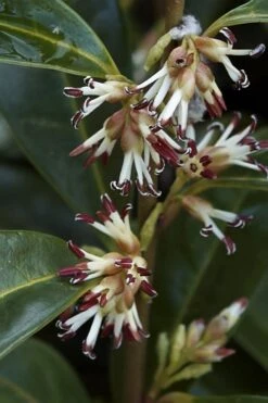 Himalayan Fragrant Sweet Box (Sarcococca Hookeriana) - 1 Gallon Pot -Breeze Sprout Sales sarcoccoca hookeriana var humilis himalayan sweetbox 2