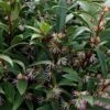 Himalayan Fragrant Sweet Box (Sarcococca Hookeriana) - 1 Gallon Pot