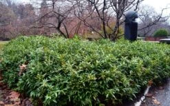 Himalayan Fragrant Sweet Box (Sarcococca Hookeriana) - 1 Gallon Pot -Breeze Sprout Sales sarcoccoca hookeriana var humilis himalayan sweetbox 8