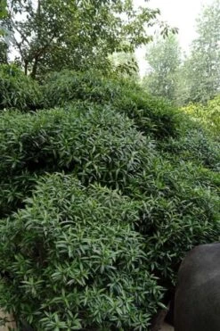 Himalayan Fragrant Sweet Box (Sarcococca Hookeriana) - 1 Gallon Pot -Breeze Sprout Sales sarcoccoca hookeriana var humilis himalayan sweetbox 9
