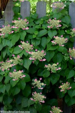 Rose Sensation Pink Climbing Hydrangea Vine - 1 Gallon Pot -Breeze Sprout Sales schizophragma hydrangeoides rose sensation climbing hydrangea 104