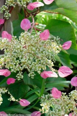 Rose Sensation Pink Climbing Hydrangea Vine - 3 Gallon Pot -Breeze Sprout Sales schizophragma hydrangeoides rose sensation climbing hydrangea 105 1