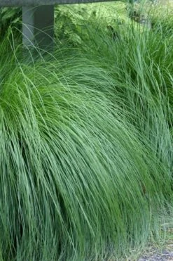 Prairie Dropseed Grass (Sporobolis Heterolepis) - 6 Pack Of 1 Gallon Pots -Breeze Sprout Sales sporobolis heterolepis prairie dropseed grass 1