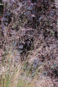 Prairie Dropseed Grass (Sporobolis Heterolepis) - 6 Pack Of 1 Gallon Pots -Breeze Sprout Sales sporobolis heterolepis prairie dropseed grass 10