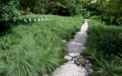 Prairie Dropseed Grass (Sporobolis Heterolepis) - 6 Pack Of 1 Gallon Pots -Breeze Sprout Sales sporobolis heterolepis prairie dropseed grass 2
