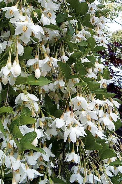 Fragrant Fountain Weeping Japanese Snowbell Tree - 5 Gallon Pot 1 Fragrant Fountain Weeping Japanese Snowbell Tree - 5 Gallon Pot