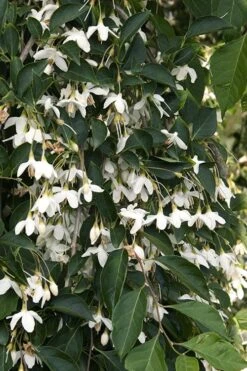 Fragrant Fountain Weeping Japanese Snowbell Tree - 5 Gallon Pot 17 Fragrant Fountain Weeping Japanese Snowbell Tree - 5 Gallon Pot -Breeze Sprout Sales styrax japonica fragrant fountain weeping japanese snowbell tree 4