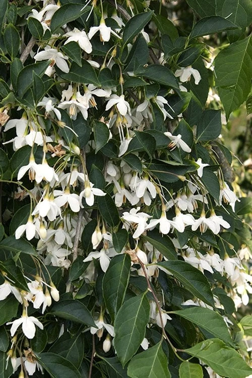 Fragrant Fountain Weeping Japanese Snowbell Tree - 5 Gallon Pot 9 Fragrant Fountain Weeping Japanese Snowbell Tree - 5 Gallon Pot - Image 9