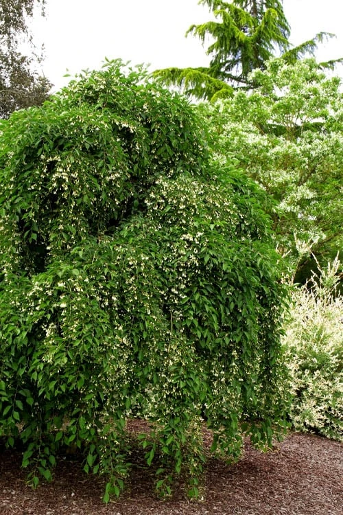 Fragrant Fountain Weeping Japanese Snowbell Tree - 5 Gallon Pot 6 Fragrant Fountain Weeping Japanese Snowbell Tree - 5 Gallon Pot - Image 6