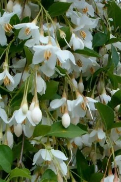 Fragrant Fountain Weeping Japanese Snowbell Tree - 5 Gallon Pot 15 Fragrant Fountain Weeping Japanese Snowbell Tree - 5 Gallon Pot -Breeze Sprout Sales styrax japonica fragrant fountain weeping japanese snowbell tree 6