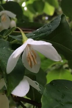 Fragrant Fountain Weeping Japanese Snowbell Tree - 5 Gallon Pot 16 Fragrant Fountain Weeping Japanese Snowbell Tree - 5 Gallon Pot -Breeze Sprout Sales styrax japonica fragrant fountain weeping japanese snowbell tree 7