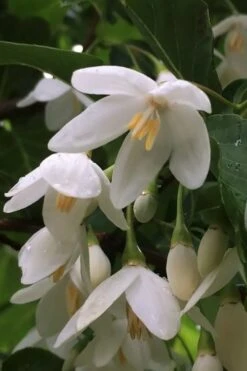 Fragrant Fountain Weeping Japanese Snowbell Tree - 5 Gallon Pot 13 Fragrant Fountain Weeping Japanese Snowbell Tree - 5 Gallon Pot -Breeze Sprout Sales styrax japonica fragrant fountain weeping japanese snowbell tree 8