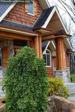 Fragrant Fountain Weeping Japanese Snowbell Tree - 5 Gallon Pot 12 Fragrant Fountain Weeping Japanese Snowbell Tree - 5 Gallon Pot -Breeze Sprout Sales styrax japonica fragrant fountain weeping japanese snowbell tree 9